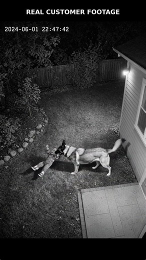 Bark & Bite Home Security 🐕 Because Some Threats Need Teeth