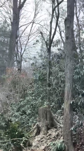 RJ'S TREE Services on Reels