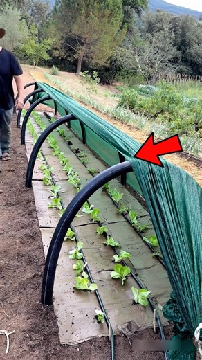 This Gardening Hack Saves Money and Protects Plants