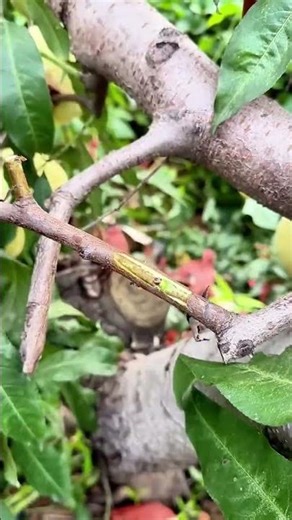 Grafting process of fruit trees