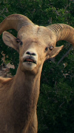 Taunts. Tension. Total chaos. Meet the original gladiators of Big Bend National Park 🐏 | National Geographic Animals