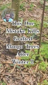 Your Mango Tree SURVIVED WINTER… But This Might Kill It