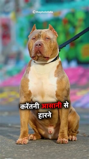 King 👑 Pitbull 🔥 Cane Corso😱 Ko Hara Paega 😮😱✅ Kya❓#shorts