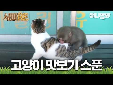[#사파RE] 원숭이는 고양이를 물어!🐒 #TV동물농장 #AnimalFarm #애니멀봐