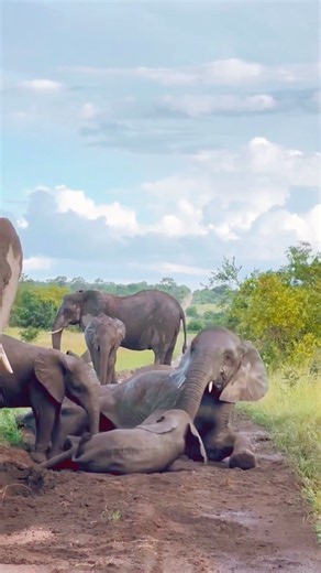 They Were Returning From a Hunt… Until They Saw This! 😱🐘 | Bush Awareness!