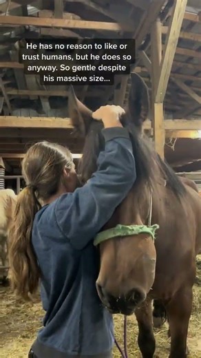 This beautiful horse enters his biggest fight with Ally