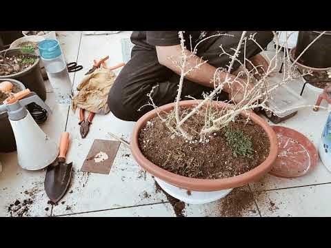 Transform Water Jasmine into BONSAI 🌿 | Easy Repotting + Perfect Soil Mix Recipe!