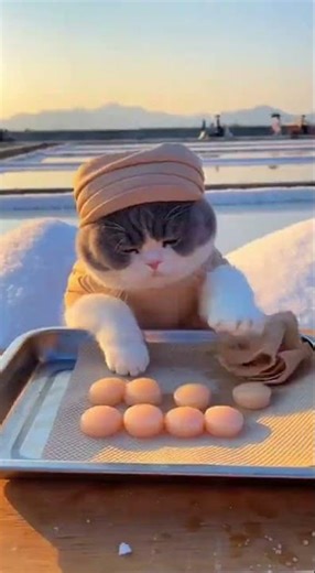 Street Food: A Grumpy Chubby Cat selling Pan Seared Scallops with Lemon Butter at Salt Farm Edge