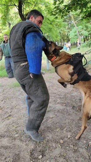 🫢🔥Malinois attacks two intruders. Police dog training. #GUARDODESSA Odessa Ukraine