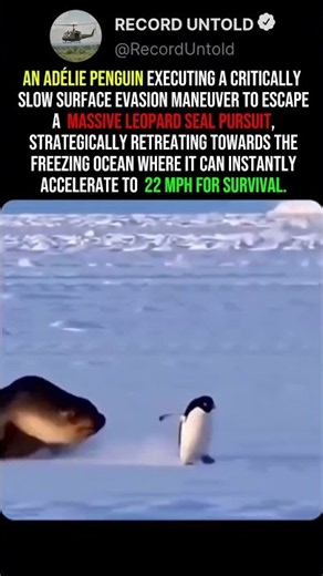 Tactical Evasion: Surviving an Apex Predator 🧊