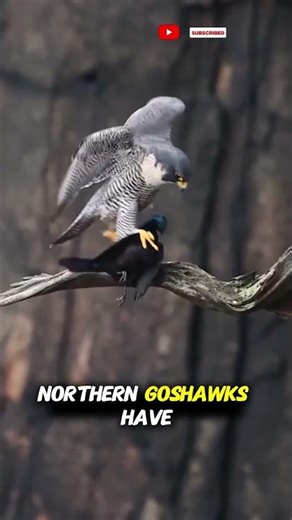 Northern Goshawk – Austria’s Most Aggressive Hawk | 4K Documentary