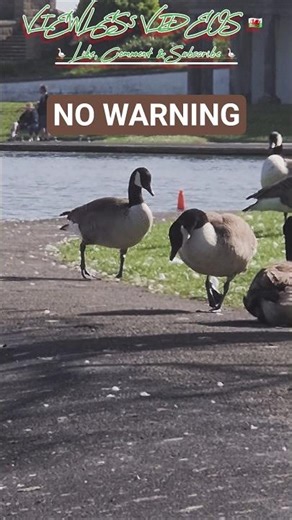This goose just snapped out of nowhere… #geese #wildlife #nature