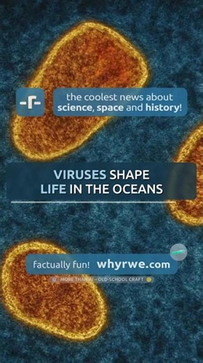 🧪 Viruses shape life in the oceans