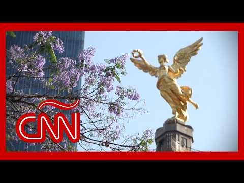 La historia de las jacarandas en la Ciudad de México: un vínculo entre México y Japón hace 100 años