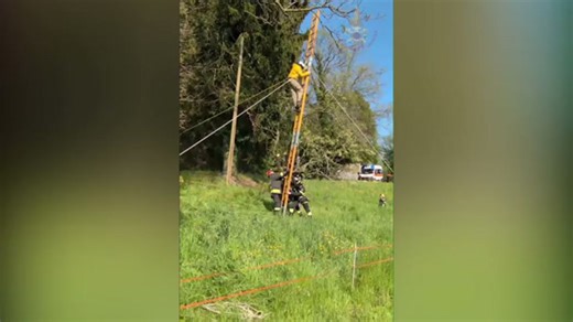 Firefighters rescuing paraglider tangled in tree make unlikely friend