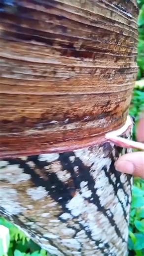 Petani Karet on Instagram: "Latex rubber tree #latex #rubber"
