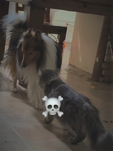 Mother Cat protection.. 💀🔥 #cat #edit #trolledit #short #catshorts