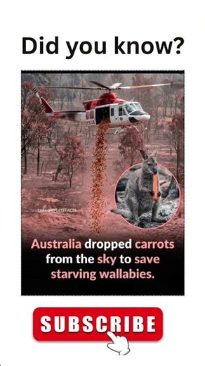 Why Australia Dropped Tonnes of Carrots From Helicopters Into Burned Forests