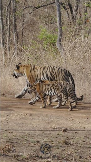 Panna Tiger Reserve Safari | Tigers, Wilderness & the Wild Soul of MP