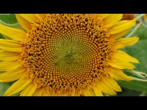 hello doston Radhe Radhe Jay Shri KrishnaRohit Kumar UN dance channel is live