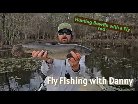 Hunting Bowfin with a Fly Rod! Love sight fishing these native swamp monsters!