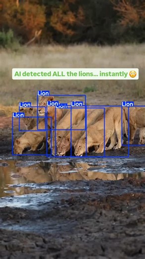 PixelMind on Instagram: "AI vs Wildlife 🧠🦁 | Real-Time Lion Detection AI just spotted every lion in the wild—LIVE! 😳🦁 Watch how computer vision & object detection accurately detect multiple lions in one frame using bounding boxes. This is how AI sees the jungle 🌍 From wildlife monitoring to smart surveillance, AI never blinks 👁️ ⚡ Powered by Object Detection ⚡ Real-time multi-object tracking ⚡ Future of wildlife protection 👇 Would you trust AI in the wild? Comment below! #AI #ArtificialIn