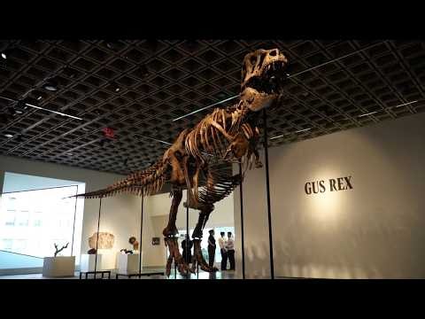 Gus, A T. Rex Fossil, Sells For Record-Setting $50M