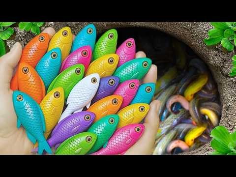 Catch beautiful aquarium fish in small pond baby turtles, eels, pencil fish, guppies blue, iguanas.