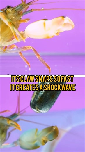 This Shrimp Creates Explosions 😨