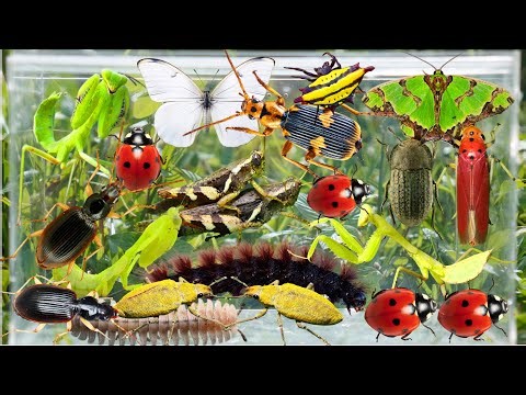 Bug Hunting, Insect Collecting, Butterfly, Mantis, Ladybug, Beetle, Caterpillar, Grasshopper & More