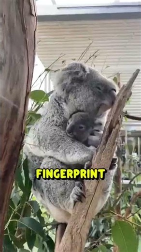 10 ANIMAL FACTS THAT SOUND FAKE… BUT ARE 100% TRUE 🤯 #facts #halo #viralvideo #fyp #foryou ##viral