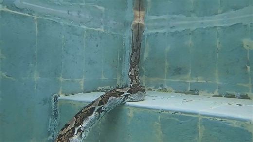 Immersive camera footage swimming among the world's biggest reticulated pythons