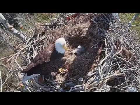 Eagle Nest Live Texas Cam on 1/2/26 Dad feeds 1 and 2 day old eaglets the youngest in front