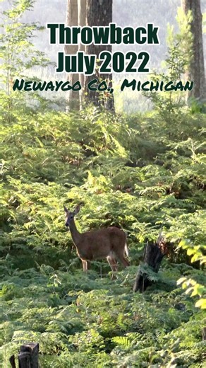 Throwback July 2022 Whitetail
