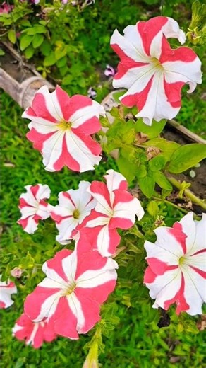 Petunias EXPLODE with Color! My ULTIMATE Blooming Guide (2026) || #shortvideo