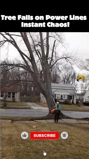 Tree Falls on Power Lines – Instant Chaos! ⚡😱