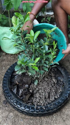 🍋♻️ Calamansi Plant Fast Growing Tips! | Smart Waste Tyre Garden Idea #shorts #calamansi #gardening
