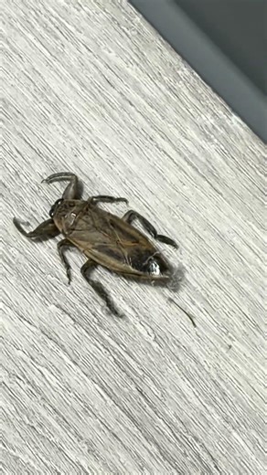 Giant waterbug aka toe bitter;) def not messing with it as it bites & can fly #underfoot #wildlife