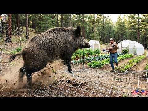 Wild Boars Are Back - How Are California Farmers Stopping Them? - Wild Hog Trap