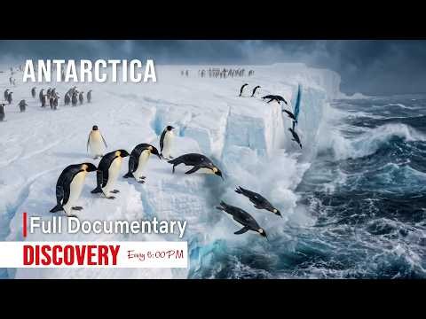 ANTARCTICA | Wildlife Depends on Ice That Never Stays Still. | Marine Life Thrives Below.