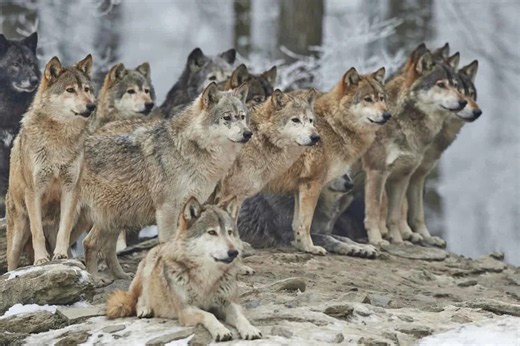 A Pack of Wolves Is No Match for a Grizzly Bear