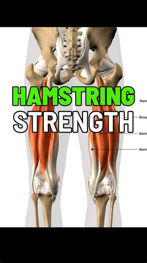 follow for more sports performance tips Hamstring strength is one of the most overlooked factors in grappling performance. In positions like guard arm bars and triangle chokes, the hamstrings are doing far more than people realize. They help elevate the hips, maintain knee flexion, control angle, and keep your opponent pulled into the submission. The problem is that submissions don’t happen in static positions. Your opponent is scrambling, stacking, posturing, and constantly changing force again