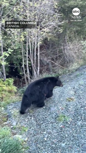 Man uses hockey net to drive off bear in Canada