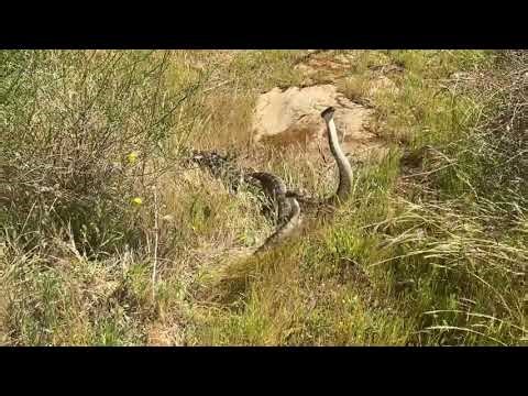 Two big cobra fighting 