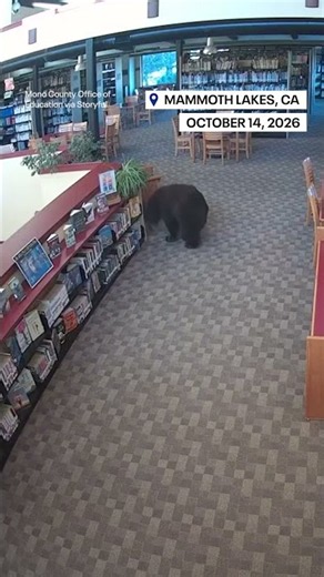 Wild bear makes local library visit