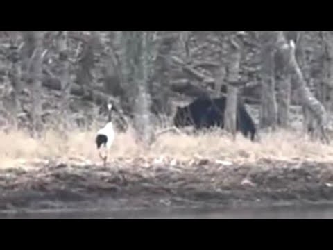 【ヒグマvsタンチョウ】岸辺で"にらみ合い"_タンチョウのエサ場に近づく1頭のクマ→威嚇するタンチョウに熊は_どちらも大きさは1.5ｍほど_接近遭遇の様子を撮影〈北海道根室市〉