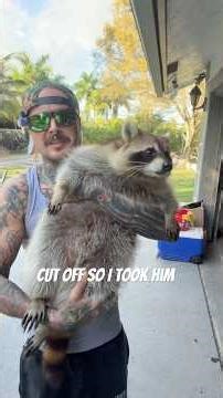 My FAT RACOON needs to go on a DIET 😂