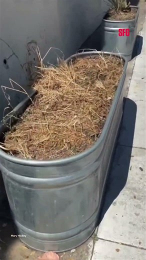 SF woman restores neglected sidewalk planters