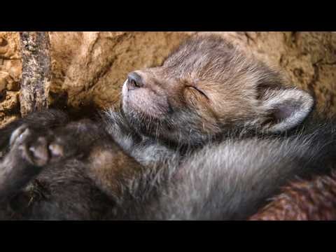 How Baby Animals Survive the Wild