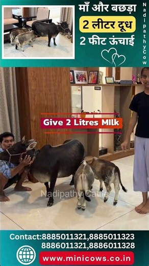 Pet Cows in House This Will Shock You 🤯 Cutest Ever #home #cow #cute #lol #wow #now #vid